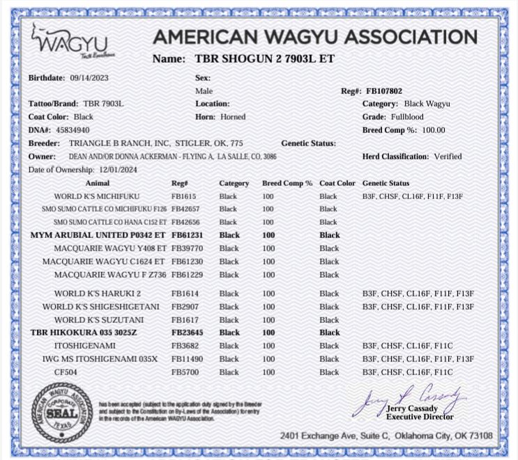 Shogun 2 7903L # TRIF23U7903L # FB107802 - Flying A Wagyu 100% Full Blood Black Wagyu